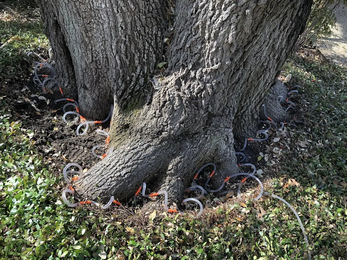 Detailed Tree Cabling and Bracing job site in Heathsville