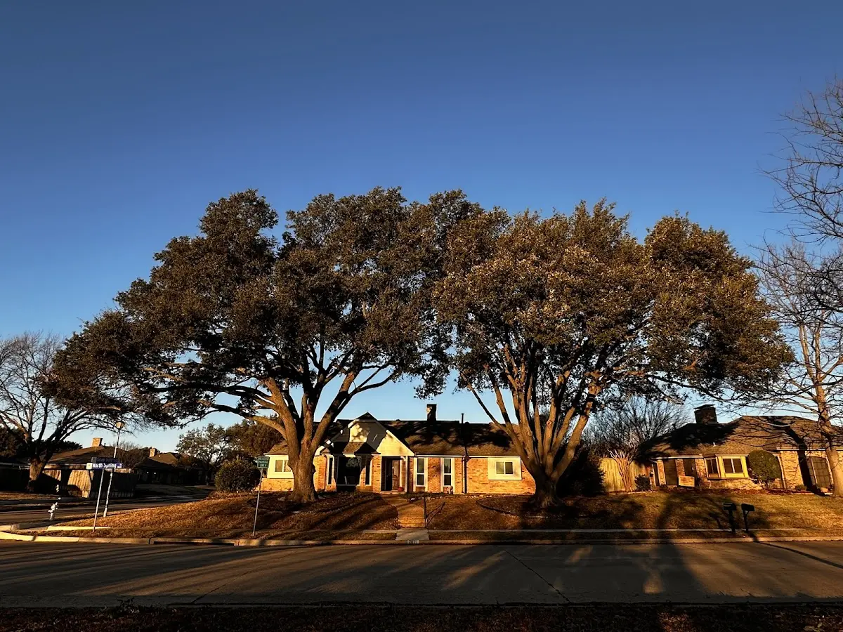 Established residential canopy tree shading a home in Heathsville